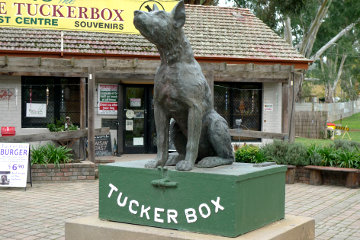 The dog sat on the tucker box.*
