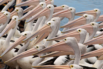 Pelicans <i>en masse</i> and within touching distance are an awesome sight!*