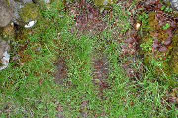 The Glenmoriston footprints in 2010