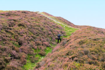 Heather covered defensive banks and ditches on Penycloddiau*