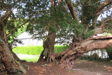 Llangernyw's ancient yew is only just holding on*